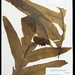 Phlebodium decumanum Leaf