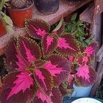 Coleus decurrensBlad