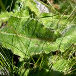 Campanula spicata Leaf