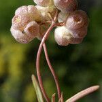 Valerianella vesicaria Кветка