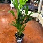 Howea forsteriana Hoja