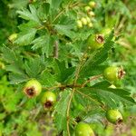 Crataegus monogyna Фрукт