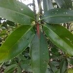 Rhizophora apiculata Φύλλο