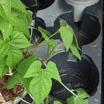 Ipomoea lobata Hoja