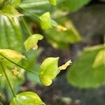 Ixanthus viscosus Flor