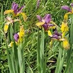 Iris spuria Habit