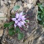 Physoplexis comosa 花