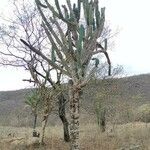 Cereus jamacaruKora