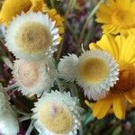 Helichrysum foetidum Flower