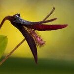 Bulbophyllum lophoglottis Flor