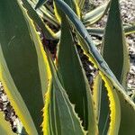 Agave americana Folha