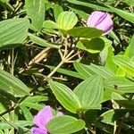 Melastoma malabathricum Leaf