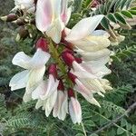 Erophaca baetica Λουλούδι