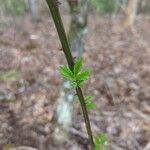 Rubus pensilvanicus Blatt