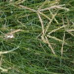Bothriochloa ischaemum Flower