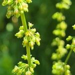 Rumex conglomeratusFlower