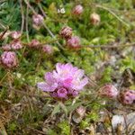 Armeria sardoa Blüte