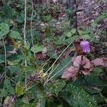 Clematis crispa Elinympäristö