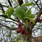 Malus baccata Плод