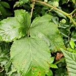 Rubus discolor برگ