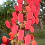 Norantea guianensis Coajă