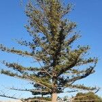 Araucaria heterophyllaBlad