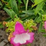 Penstemon hartwegii Flors