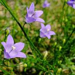 Campanula rotundifolia Kukka