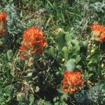 Castilleja mendocinensis ᱛᱟᱦᱮᱸ