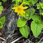 Arnica cordifoliaᱵᱟᱦᱟ