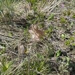 Pulsatilla patens Sonstige