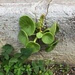 Umbilicus horizontalis Leaf