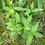 Lilium canadense Leaf