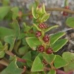 Patellifolia procumbens Blatt