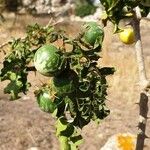 Solanum linnaeanum ഫലം