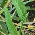 Corchorus trilocularis Leaf