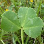 Trifolium fucatum Deilen