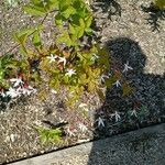 Gillenia trifoliata Blüte