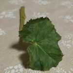 Begonia spp. Leaf