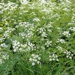 Anthriscus sylvestris Habit