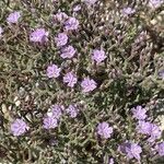 Limonium cancellatumFlor