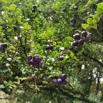 Rhaphithamnus spinosus Fruto
