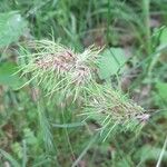 Poa bulbosa Flor