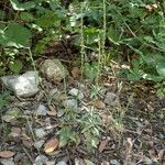 Crucianella latifolia Habit