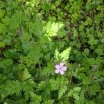 Geranium purpureumFlors