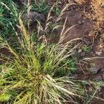 Aristida kenyensis Flower