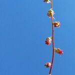 Tellima grandiflora Kvet