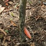 Amorphophallus paeoniifolius Flor