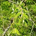 Salix pentandra Frugt