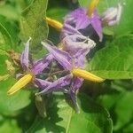 Solanum subinerme Floare